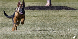 Schäferhund rennt einem Ball hinterher